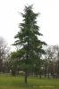 Pinus stobus